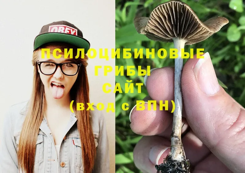 Псилоцибиновые грибы Psilocybine cubensis  Райчихинск 